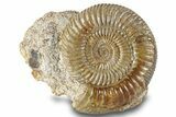 Jurassic Ammonite (Parkinsonia) Fossil - France #244478-1